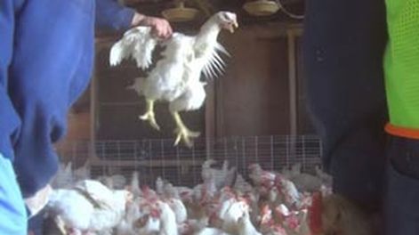 Denuncian crueldad contra gallinas en una granja de EEUU