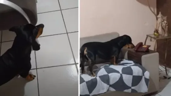 Furor en las redes por un perro que atiende el teléfono
