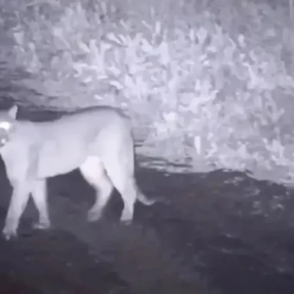 Al puma suelto de Pocito lo buscará una brigada por la noche