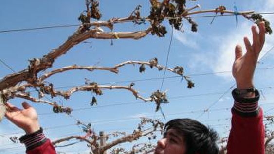 Una nueva helada tardía castigó a la producción sanjuanina y afirman que hay mucho daño