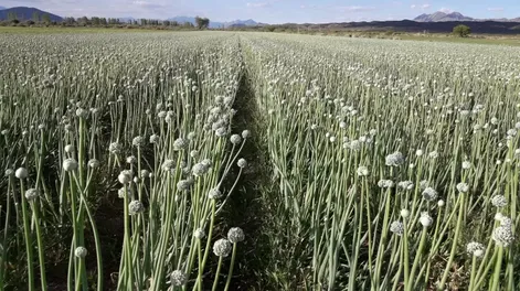 Senasa, con nuevas autoridades