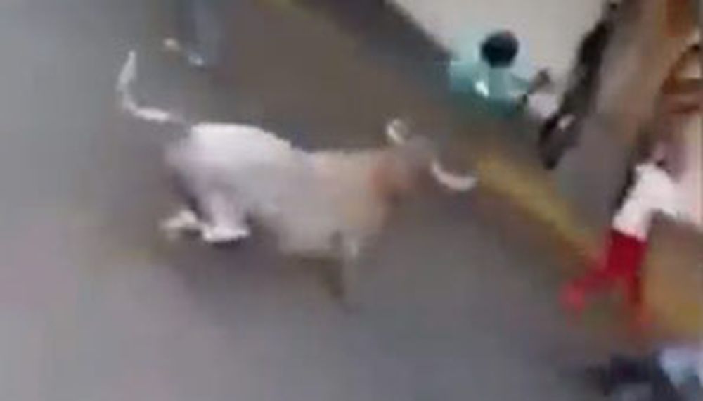 Un toro lanzó a un hombre contra un árbol y lo mató