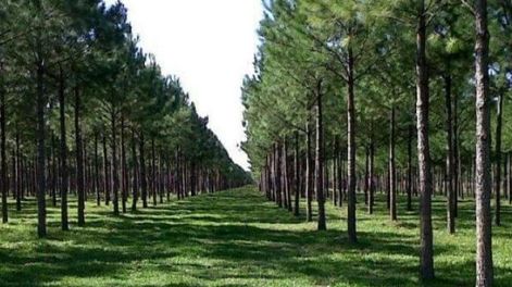 El Gobierno lanzó plataforma que impulsa forestar