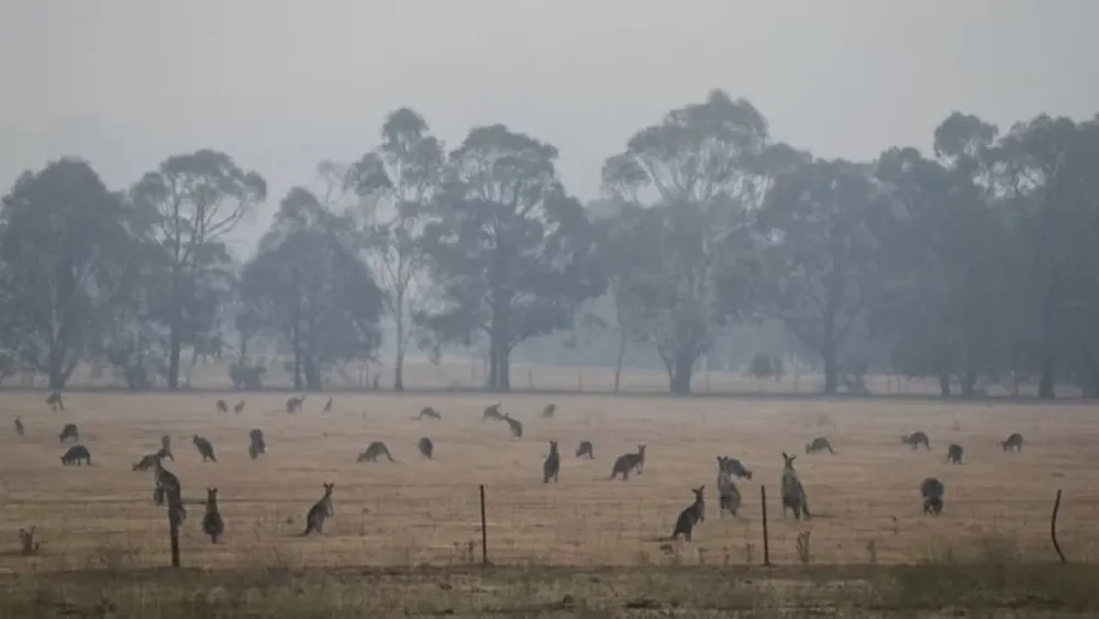 Decenas de canguros huyen de los incendios forestales en Australia