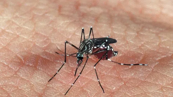 Alertan por una nueva cepa de zika podría causar otra epidemia