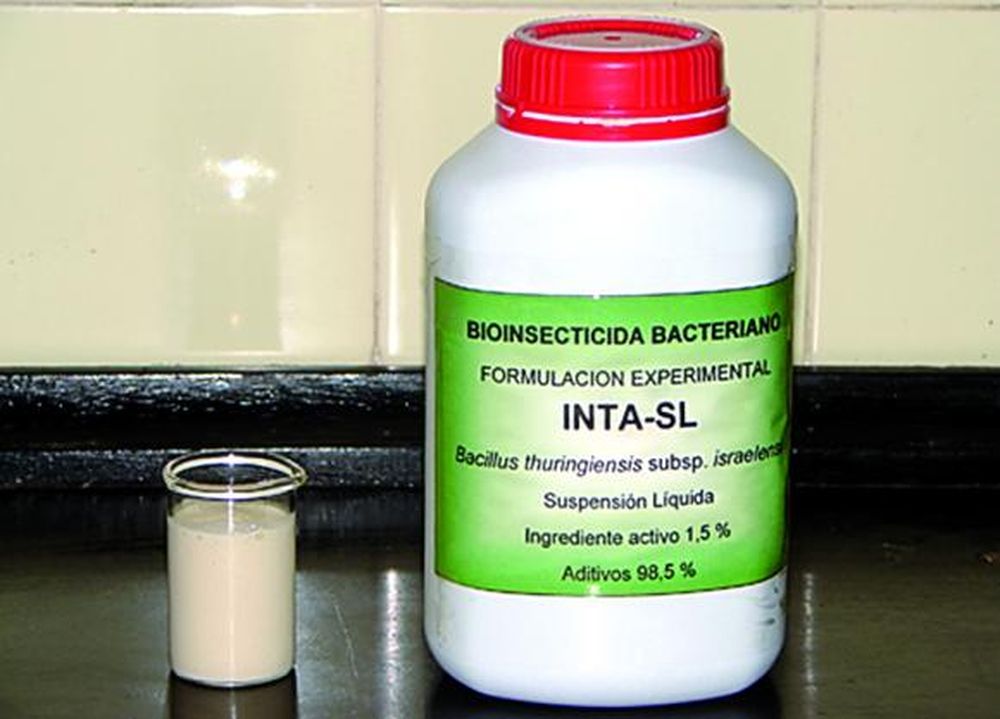 Desarrollaron un bioinsecticida, en base a bacterias, que mata al vector