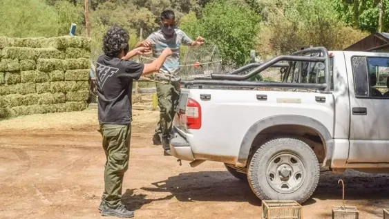 Llegaron al Faunístico 15 aves rescatadas por Ambiente para ser tratadas antes de su liberación