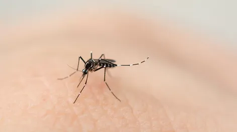 Alerta por una explosión de casos de dengue en Brasil