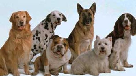 Perros detectan cáncer