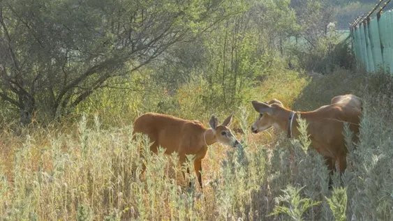 Brisa y Alfonso, los ciervos que vuelven a poblar el Impenetrable