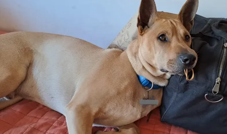 Perro quedó “atrapado” en hueso de osobuco y se volvió viral