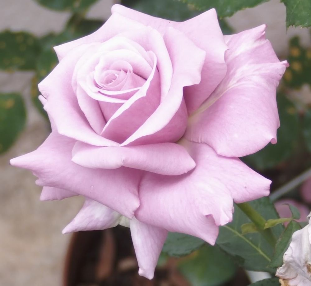 Rosal Lady X