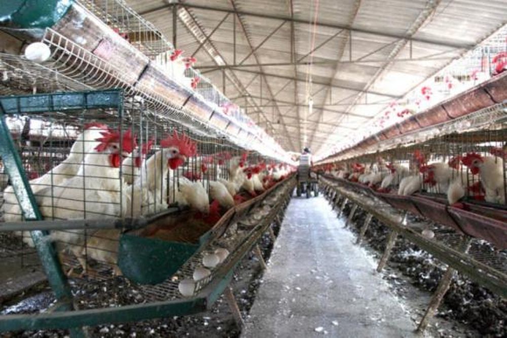 En Río Ceballos transformarán residuos de pollos en energía