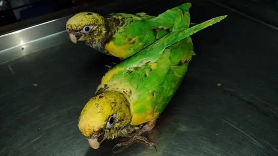 Pintan loros barranqueros para venderlos como amazónicos y multiplicar 10 veces su valor