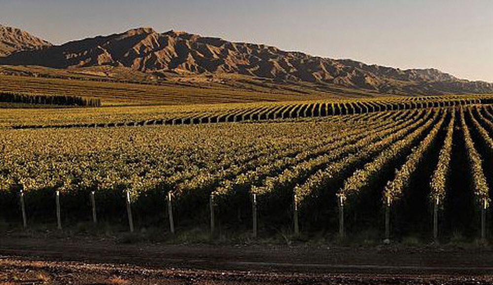 PRIORIDAD. Empezaron con el sector vitícola por la cantidad de hectáreas y porque tuvieron en cuenta que es un sector muy complejo, por la cantidad de integrantes y procesos.