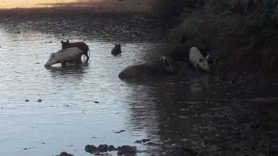 La proliferación de jabalíes complica a productores vallistos y buscan que se los declare plaga