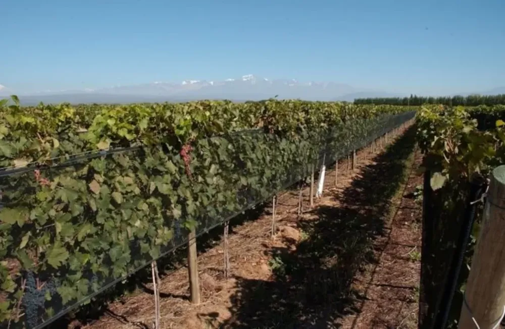Minería y vitivinicultura: una convivencia posible y virtuosa