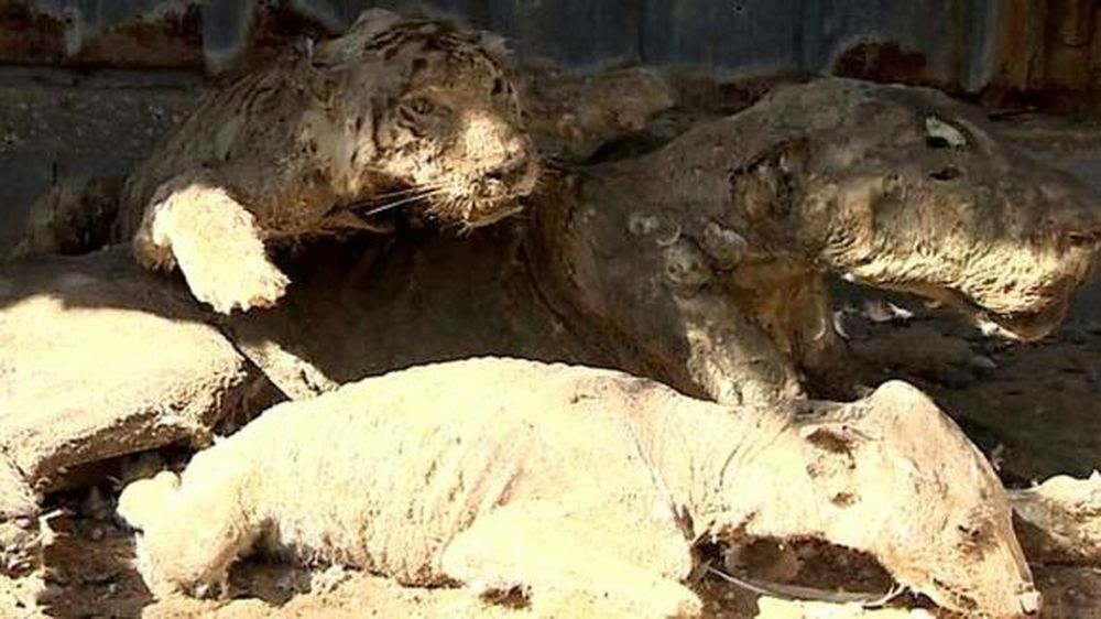El zoo del terror: tenía tigres moribundos y animales disecados