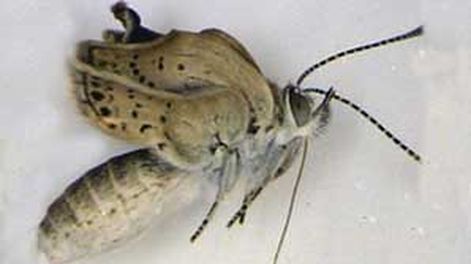 Mariposas mutantes