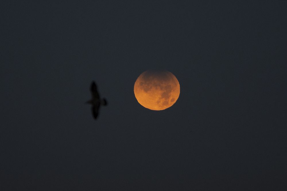 Eclipse solar: cómo afecta a cada signo del zodiaco el “Anillo de Fuego”