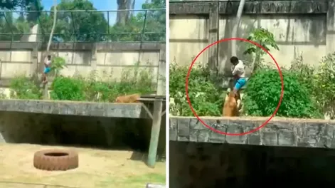 Ingresó a un área de leones y fue atacado.-