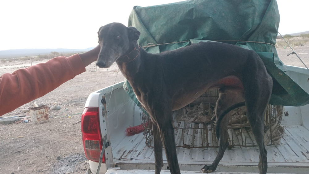Caza furtiva en Albardón: cuatro hombres fueron sorprendidos con galgos en plena finca de Villicum &nbsp;