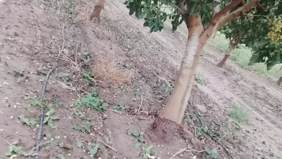 La finca en Pocito de Pisté sufriró daños que podrían alcanzar el 30% de la cosecha. En 2025 el olivó perdió miles de kilos de aceitunas.