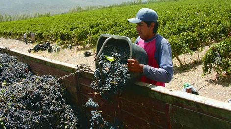 Robot británico cosecha lechuga con cámara IDS