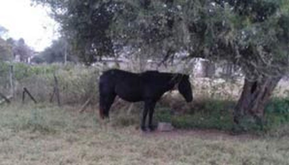 Nene de 8 años murió arrastrado y pateado por un caballo