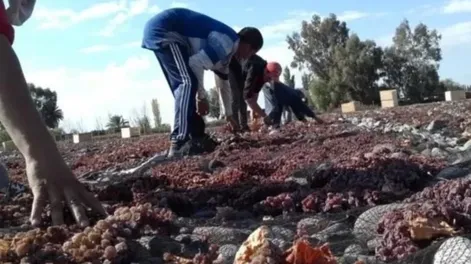 En pasas de uva, Perú es el tercer mercado de San Juan
