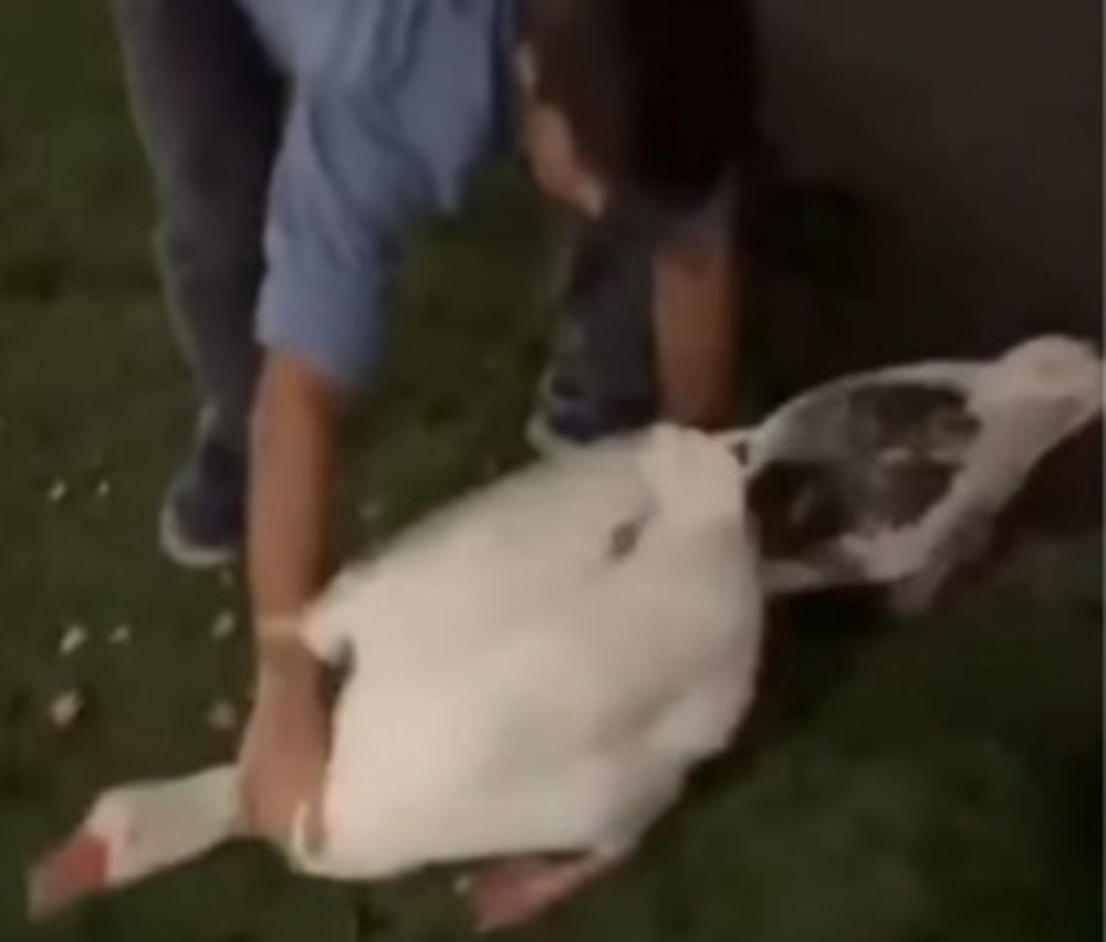 Captura de video mientras se robaba los gansos en los Lagos de Palermo.