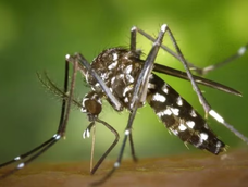 Dengue. Dengue.