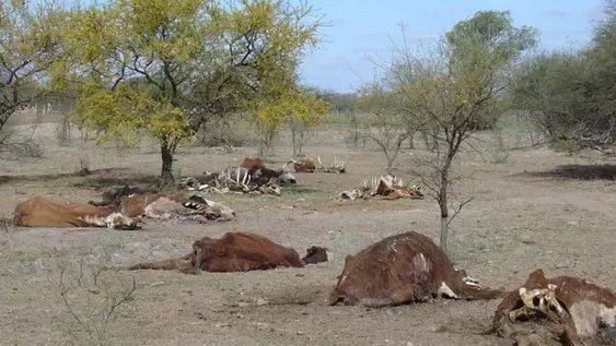 Casi 23 millones de hectáreas de cultivos sufren una sequía severa