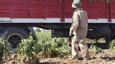 Drástica caída de precios