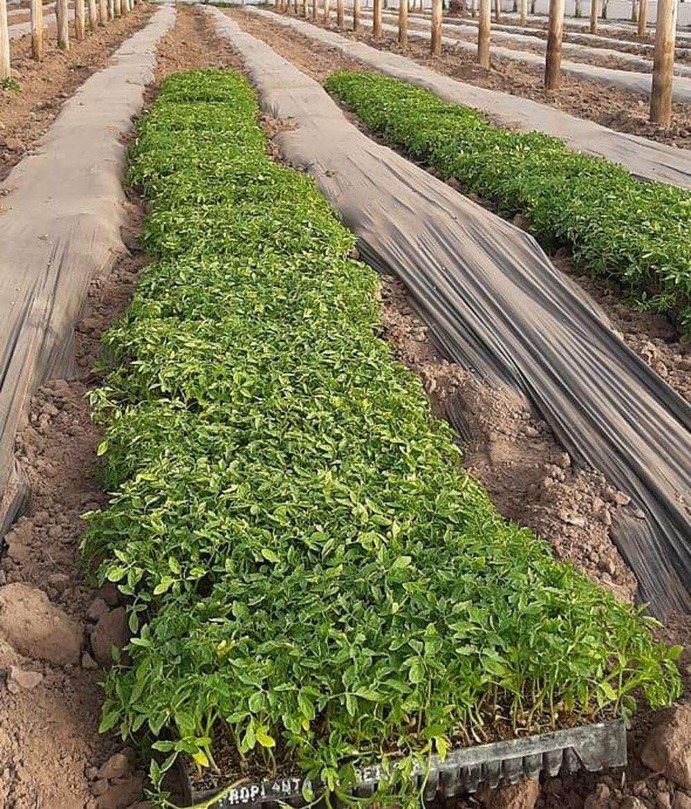 Inicio de trasplantes