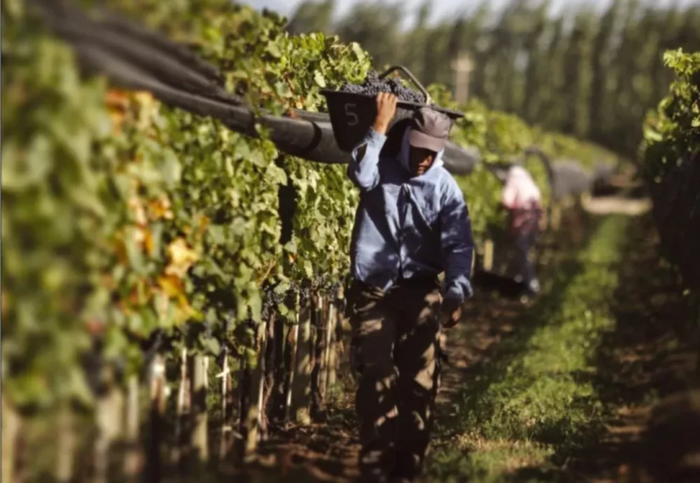 LA CLAVE. Según el Gobierno local, la clave estuvo en la diversificación que viene desarrollando la vitivinicultura.