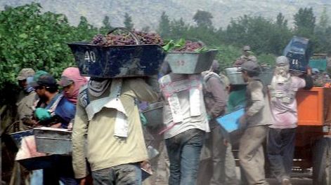 Crece en San Juan el interés por la cosecha asistida en vid