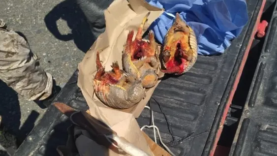 Un hombre fue sorprendido con tres animales que están en peligro de extinción, faenados
