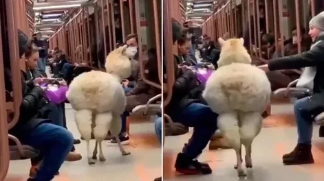 Una alpaca se paseó por el subte de Moscú y sorprendió a los pasajeros