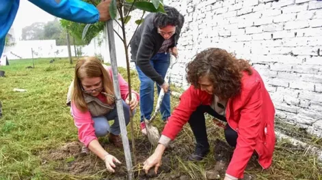 La necesidad de plantar árboles