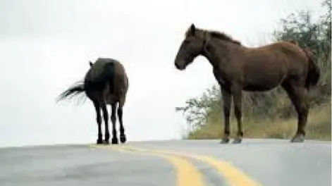 Presencia de caballos en la ruta
