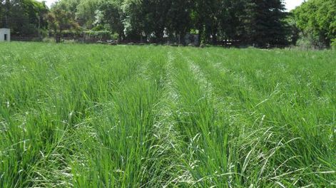 FAUBA anuncia una nueva forrajera que se adapta a los suelos salinos