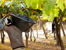 la vitivinicultura sigue en rojo y acumula mas de tres anos con dificultades