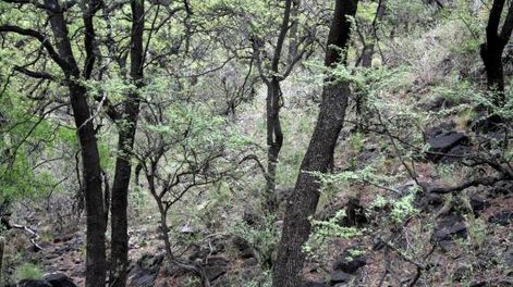 Bosques nativos, perla preciada del medio ambiente