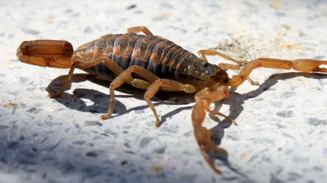La jornada de prevención sobre animales ponzoñosos tendrá entrada libre ygratuita