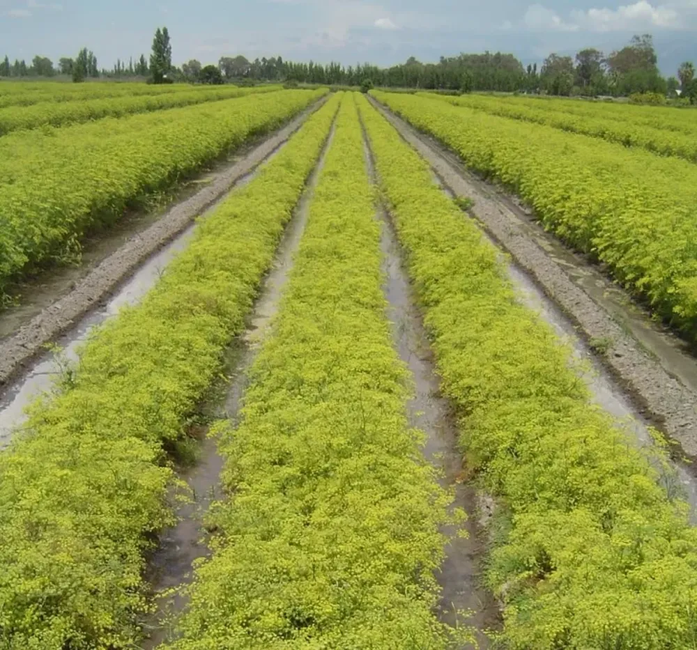 Excelencia en semillas