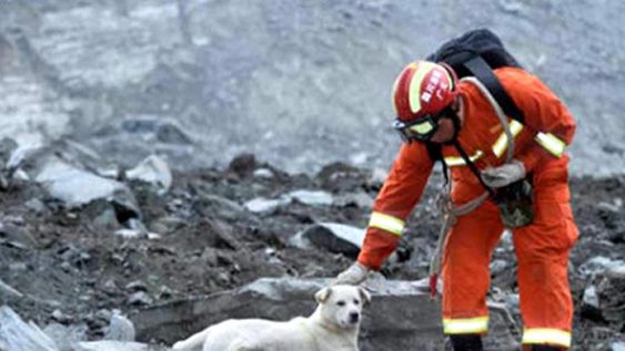 [VIDEO] El perro que quiere salvar a sus dueños del ataque de un limpia parabrisas