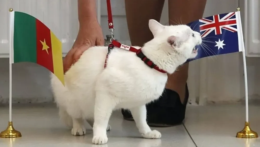 Un gato sordo, el sucesor del pulpo Paul para Rusia 2018