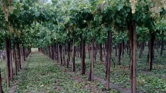 En lo que va del año, productores de 8 distritos denunciaron daños por granizo