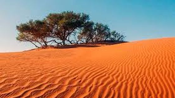 Descubren millones de árboles en el desierto del Sahara